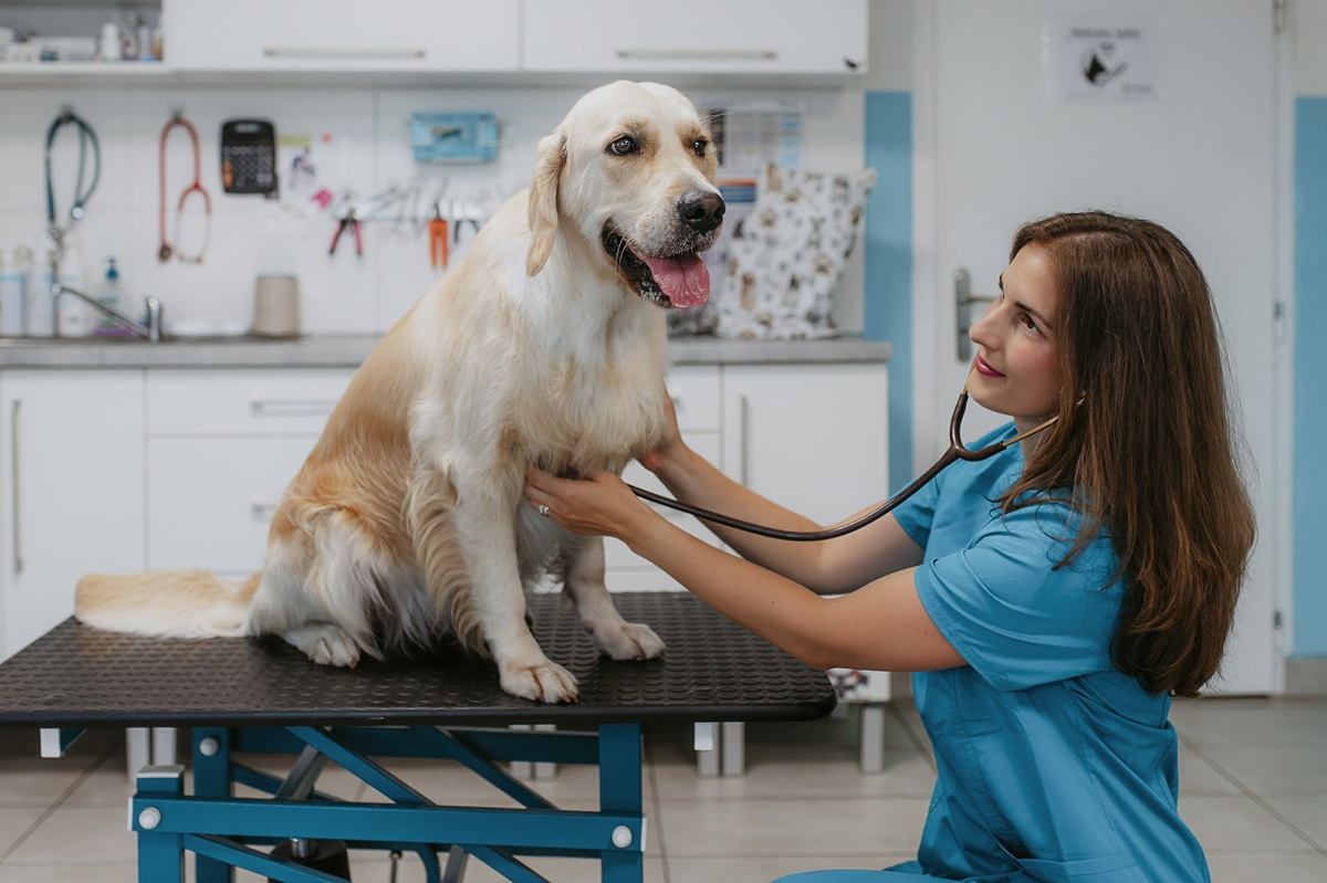 MVDr. Barbara Popovičová Veterinárna ambulancia Košice